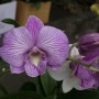 Дендробиум орхидея