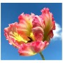 Попугайный тюльпан1