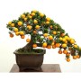 Бонсай апельсиновое дерево