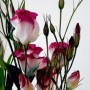 Лизиантус цветок фото