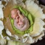 Baby in cabbage