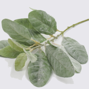 Искусственная зелень ветка с бархатистыми листьями