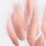 сухоцвет лагурус 10 шт цвет светло-розовый