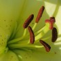 лилия тычинки